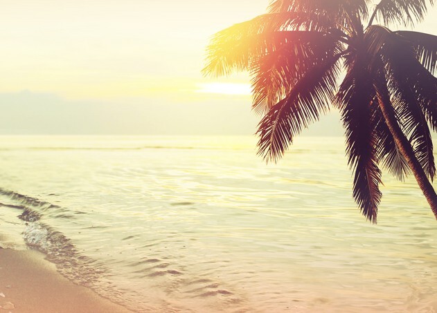Tropical beach sunset with palm tree silhouette